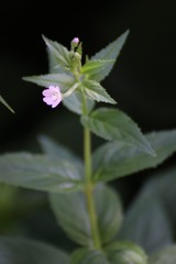 Epilobium collinum