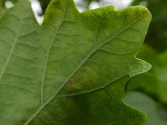 Tischeria ekebladella