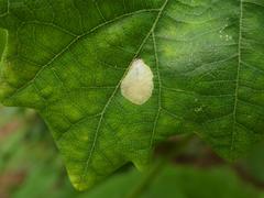 Tischeria ekebladella