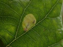 Tischeria ekebladella