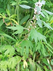 Leonurus quinquelobatus