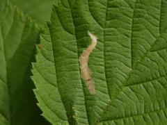 Coptotriche marginea