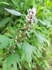 Leonurus quinquelobatus