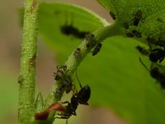 Callipterinella tuberculata