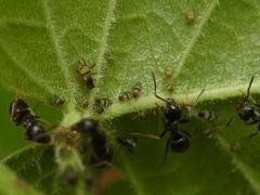 Callipterinella tuberculata