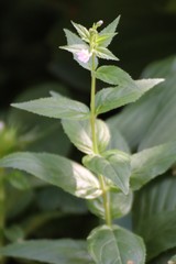 Epilobium collinum