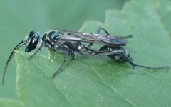 Chalybion bengalense