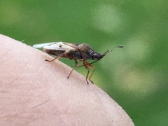 Kleidocerys resedae