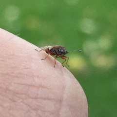 Kleidocerys resedae