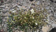 Arenaria ciliata