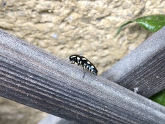 Buprestis octoguttata
