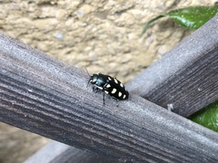 Buprestis octoguttata