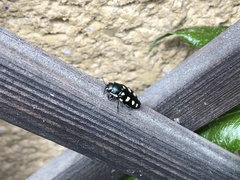 Buprestis octoguttata