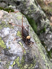 Lluciapomaresius stalii