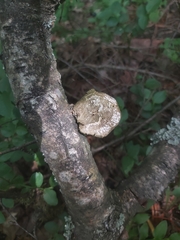 Polyporaceae