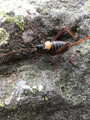 Lluciapomaresius stalii