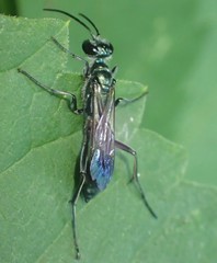 Chalybion bengalense