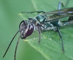 Chalybion bengalense