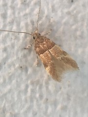 Theisoa constrictella