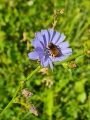 Megachilidae