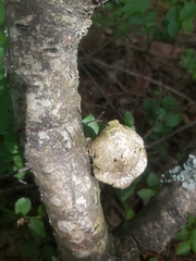 Polyporaceae