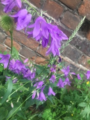 Campanula rapunculoides