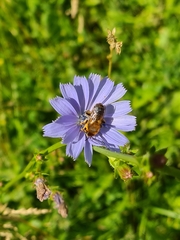 Megachilidae