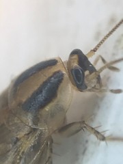 Blattella vaga