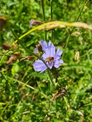 Megachilidae