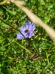 Megachilidae