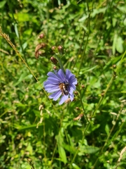 Megachilidae