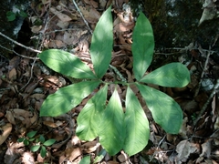 Arisaema macrospathum