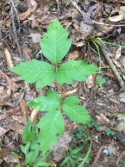 Toxicodendron pubescens