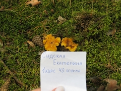 Cantharellus cibarius