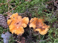 Cantharellus cibarius