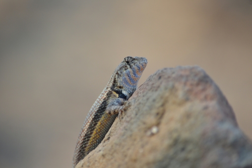 Sceloporus pyrocephalus