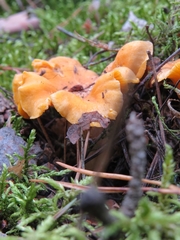 Cantharellus cibarius