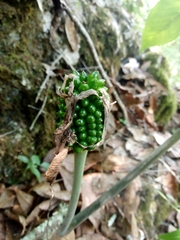 Arisaema macrospathum