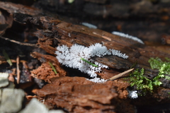 Ceratiomyxa fruticulosa fruticulosa