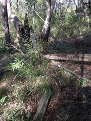 Grevillea longifolia