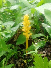 Orobanche lucorum