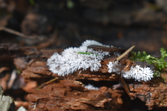 Ceratiomyxa fruticulosa fruticulosa