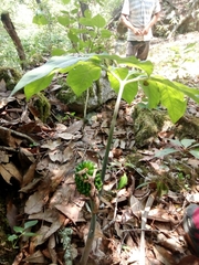 Arisaema macrospathum