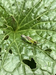 Parapodisma setouchiensis