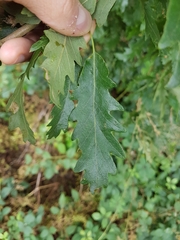 Quercus cerris