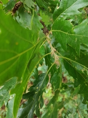 Quercus cerris