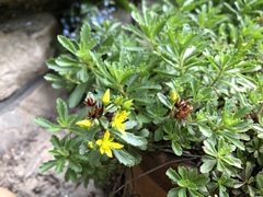 Phedimus middendorffianus