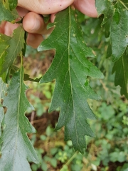 Quercus cerris