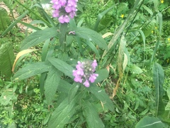 Stachys palustris