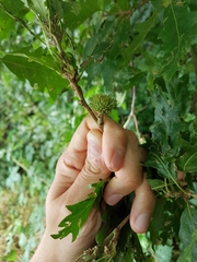 Quercus cerris